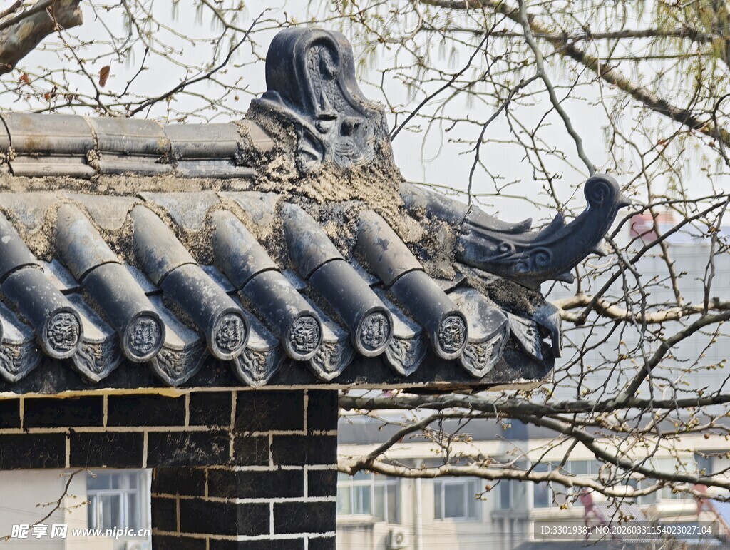 中式屋顶上的鸽子