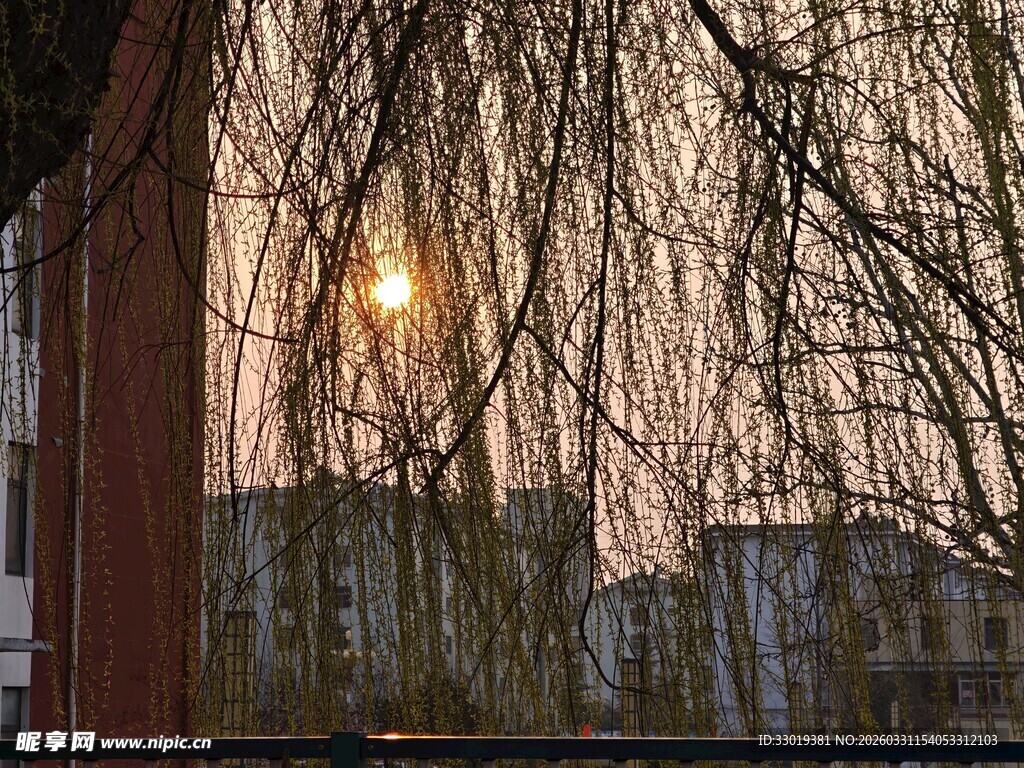 夕阳下柳丝低垂景色