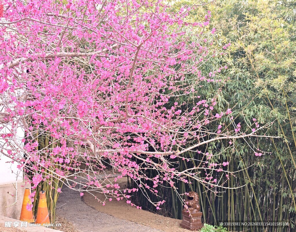 粉色繁花小道 春意盎然