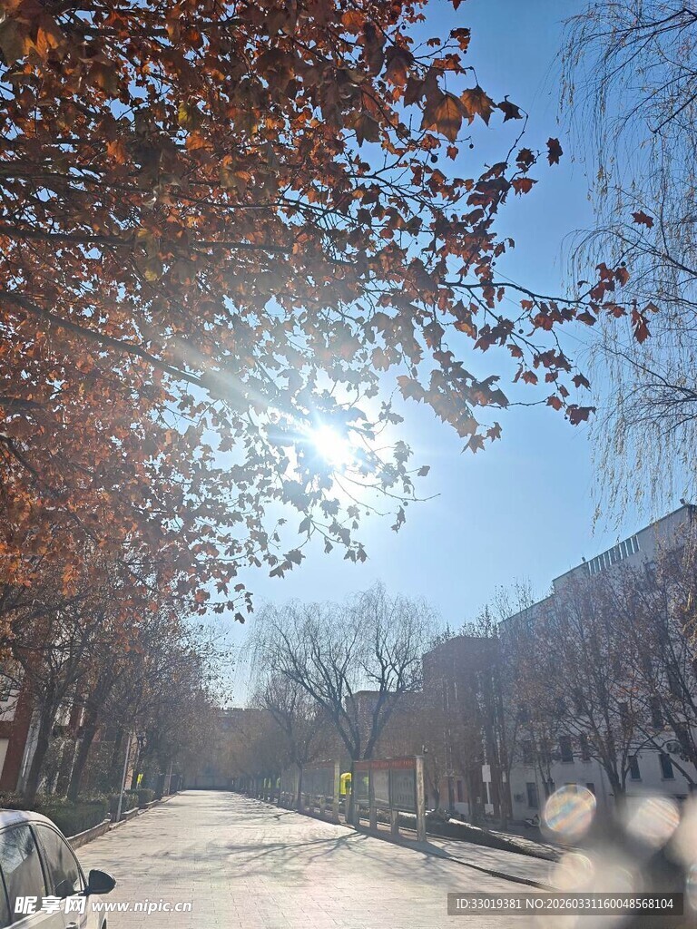 冬日暖阳下的林荫街道