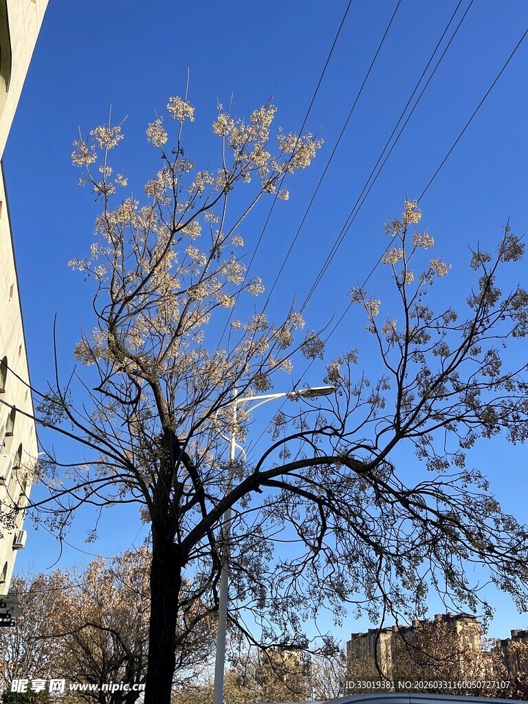 冬日枯树与背景建筑