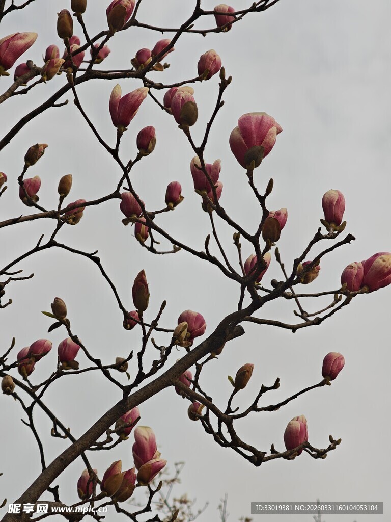 枝头绽放的粉嫩玉兰花