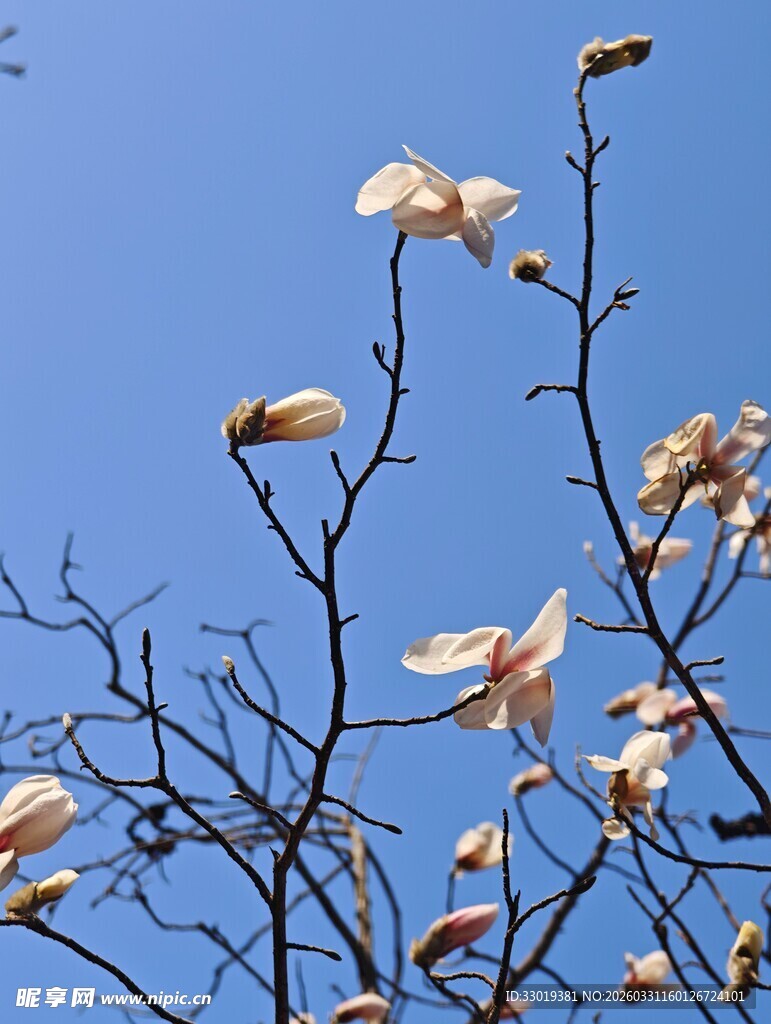 枝头绽放的玉兰花