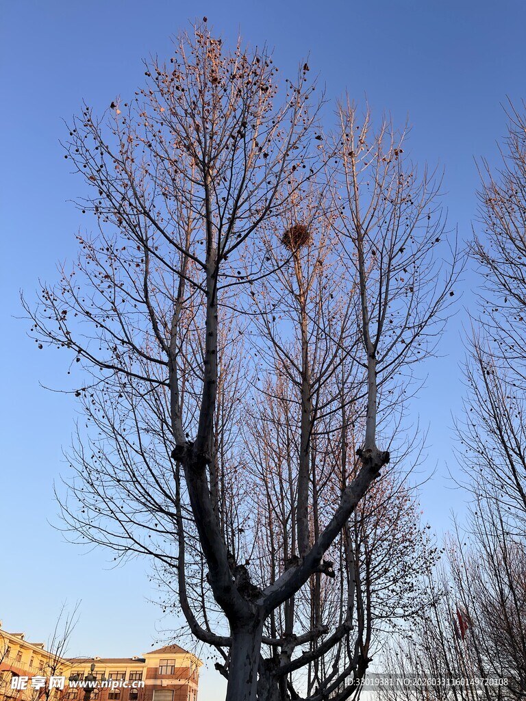 冬日光秃树木与蓝天景象