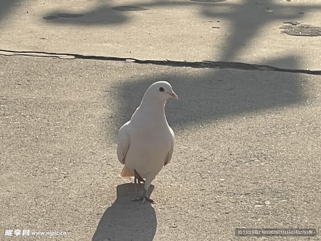 路上独行的白鸽