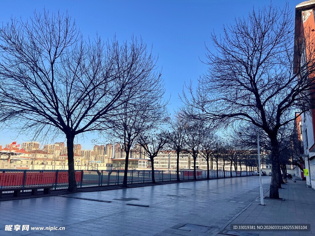 冬日街道雪景与光秃树木