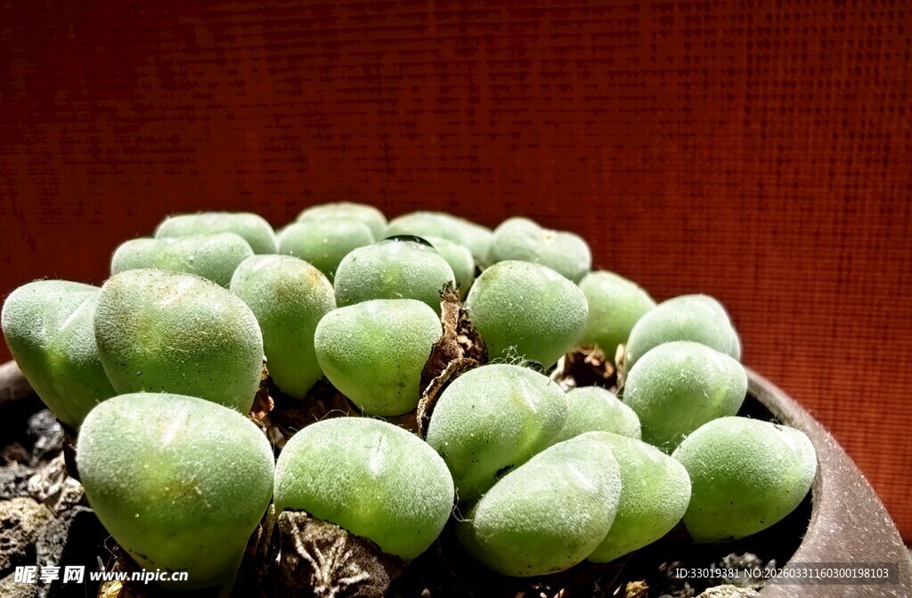 圆润可爱的多肉植物盆栽