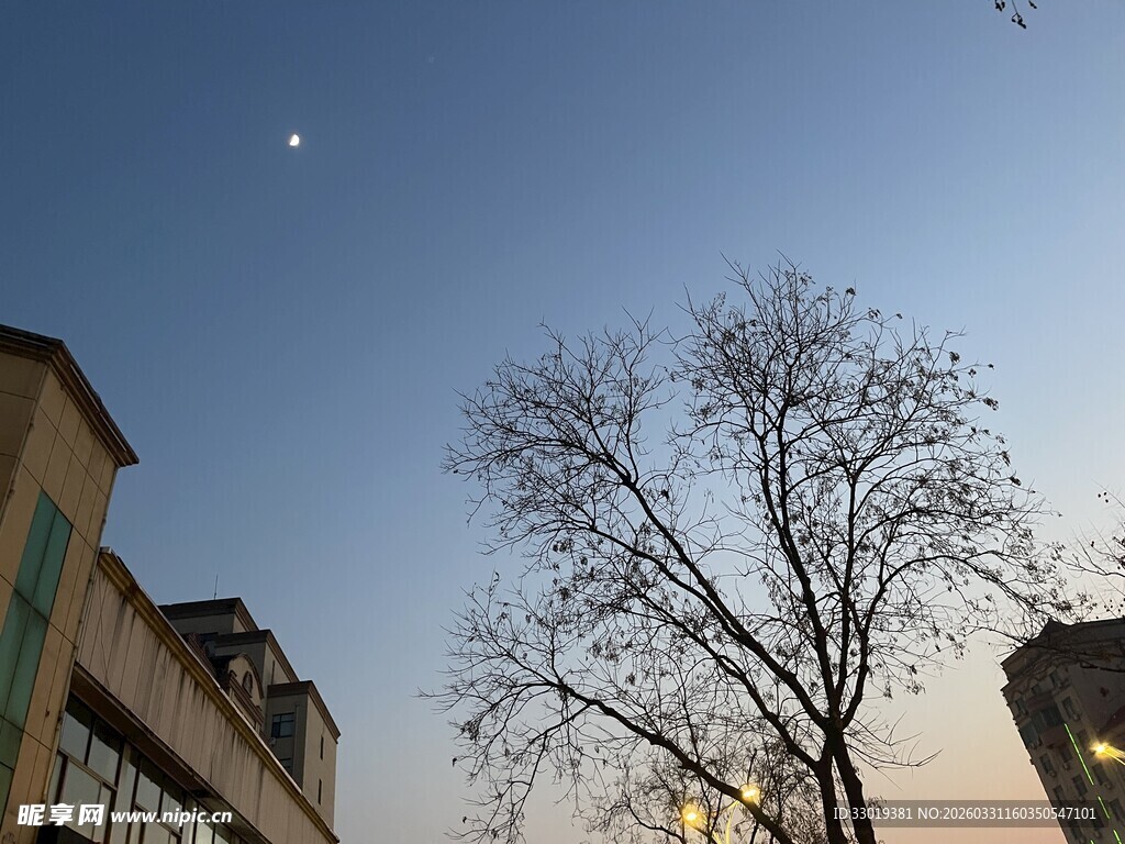 黄昏下光秃树木与建筑物