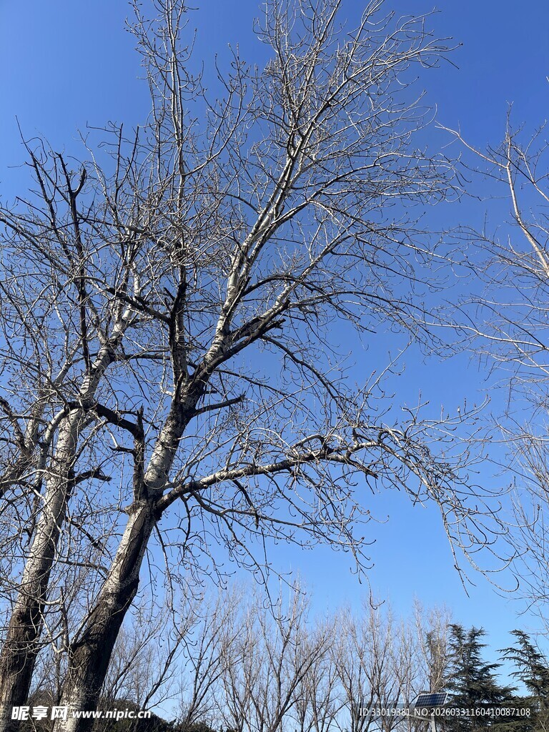 冬日光秃树木的萧瑟景象