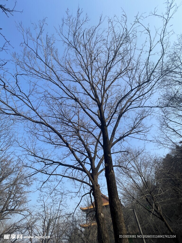 冬日枯树蓝天景致