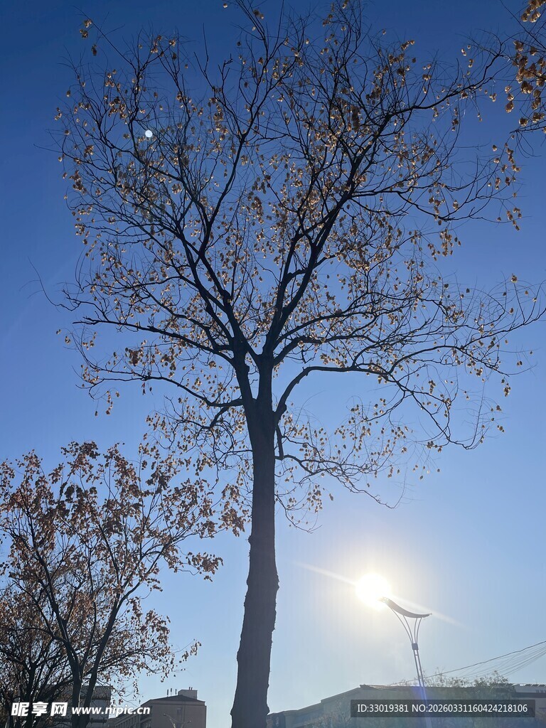 蓝天枯树旁的明亮阳光