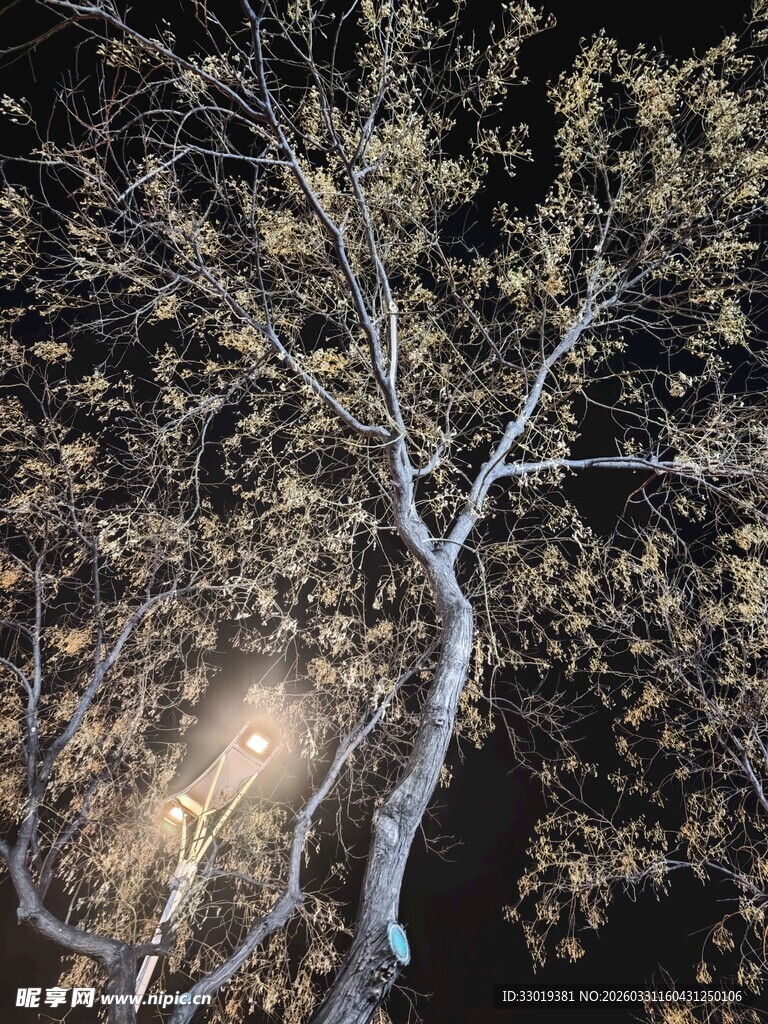 月夜下的光秃树枝