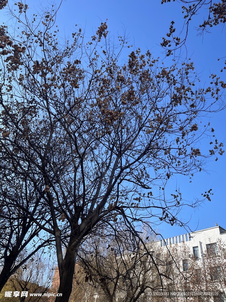 蓝天映衬下的光秃树木