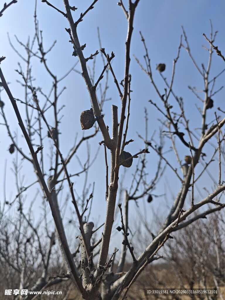 枝头挂果的光秃树木