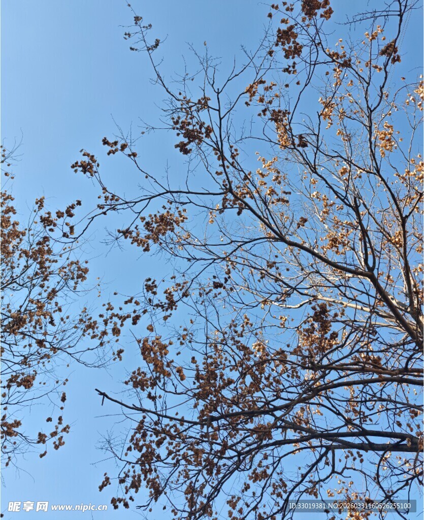 秋日树枝映蓝天