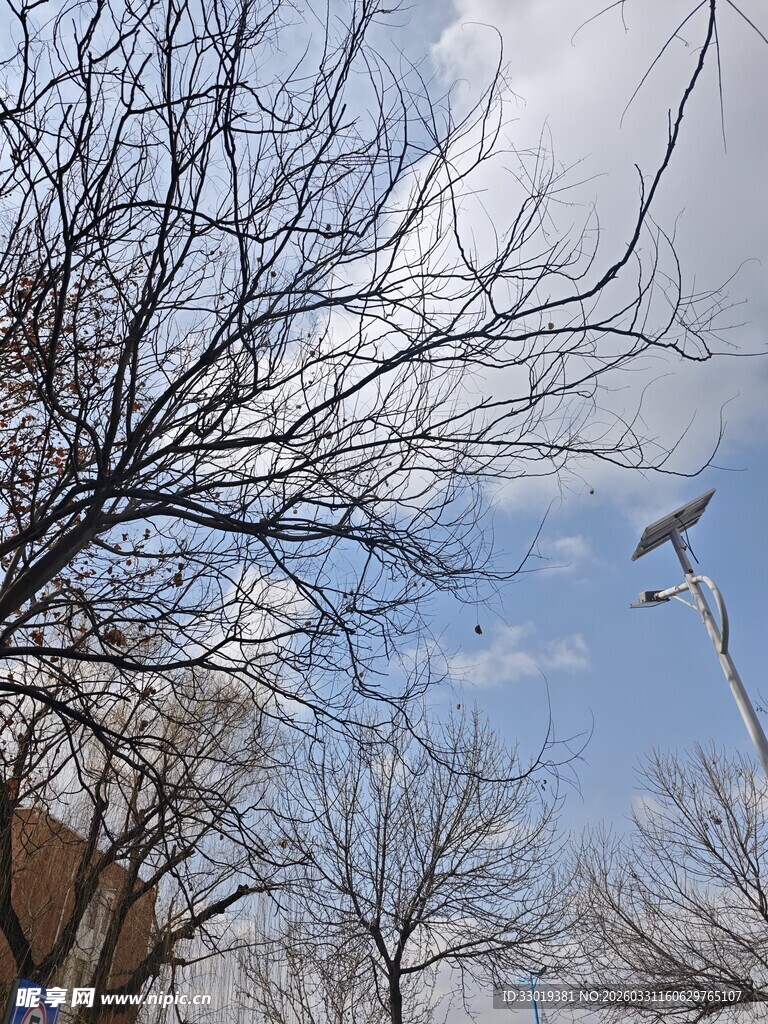 冬日枯树与蓝天