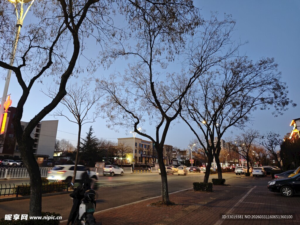 冬日街头的萧瑟树木景观