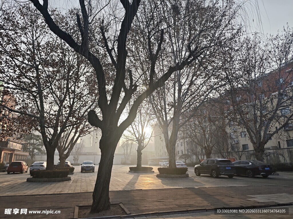 冬日暖阳下的街道树木