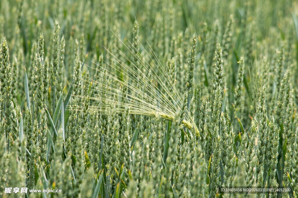 麦田中的一株麦穗
