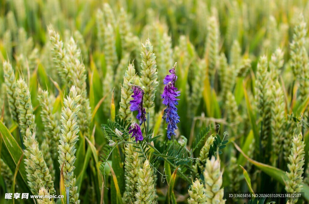 麦田中的紫色花朵点缀