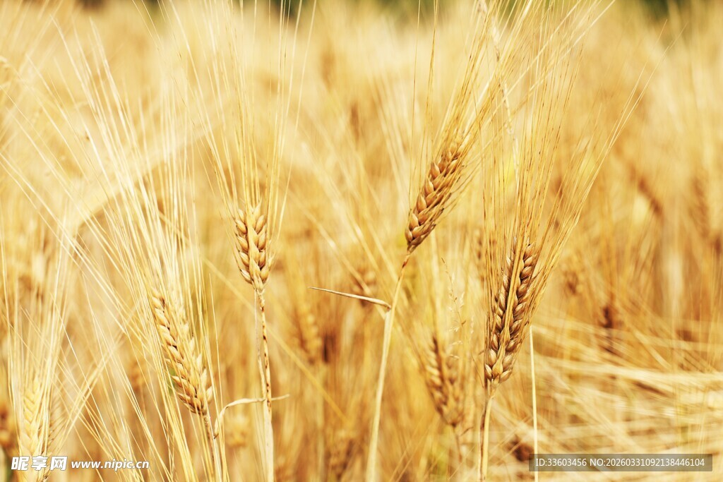 饱满麦穗