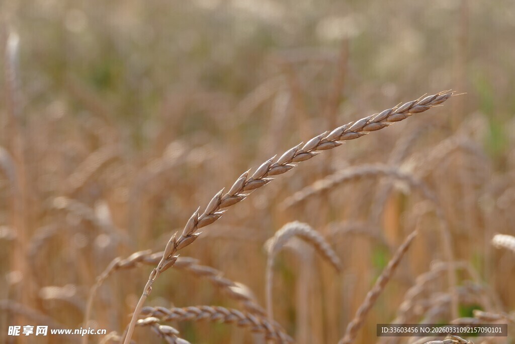 金黄麦穗特写