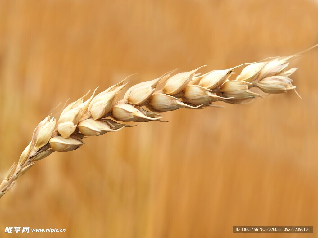 金黄麦穗特写