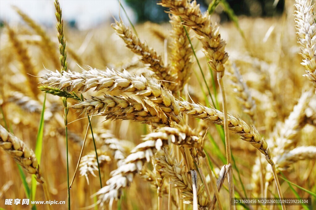 饱满麦穗待丰收
