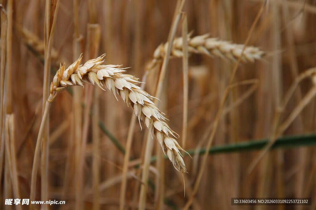 金黄麦穗特写