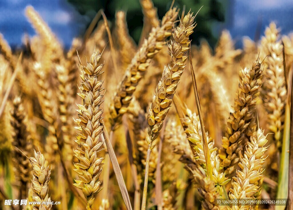 金黄麦穗展现丰收景象