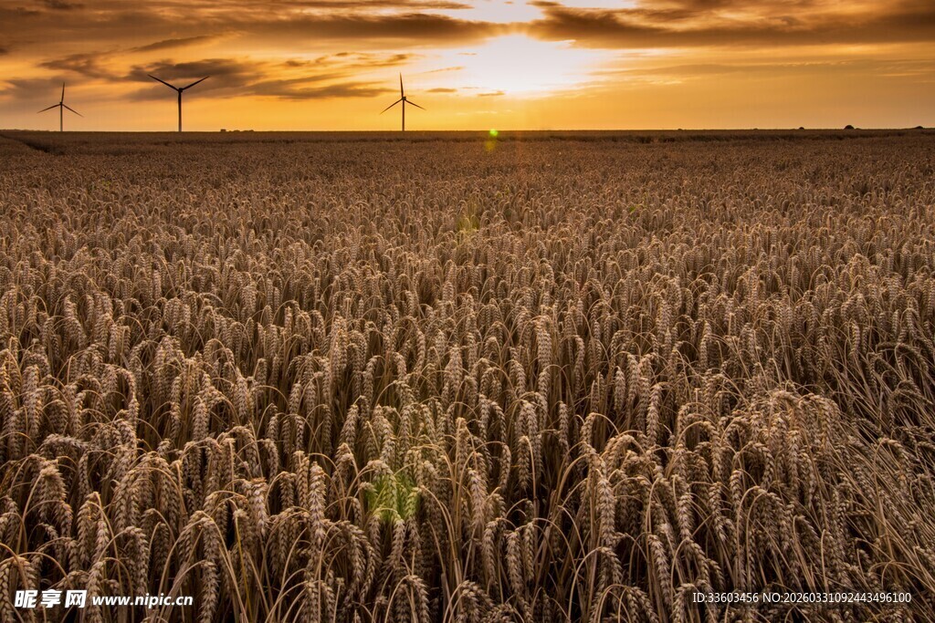 夕阳下的金色麦田