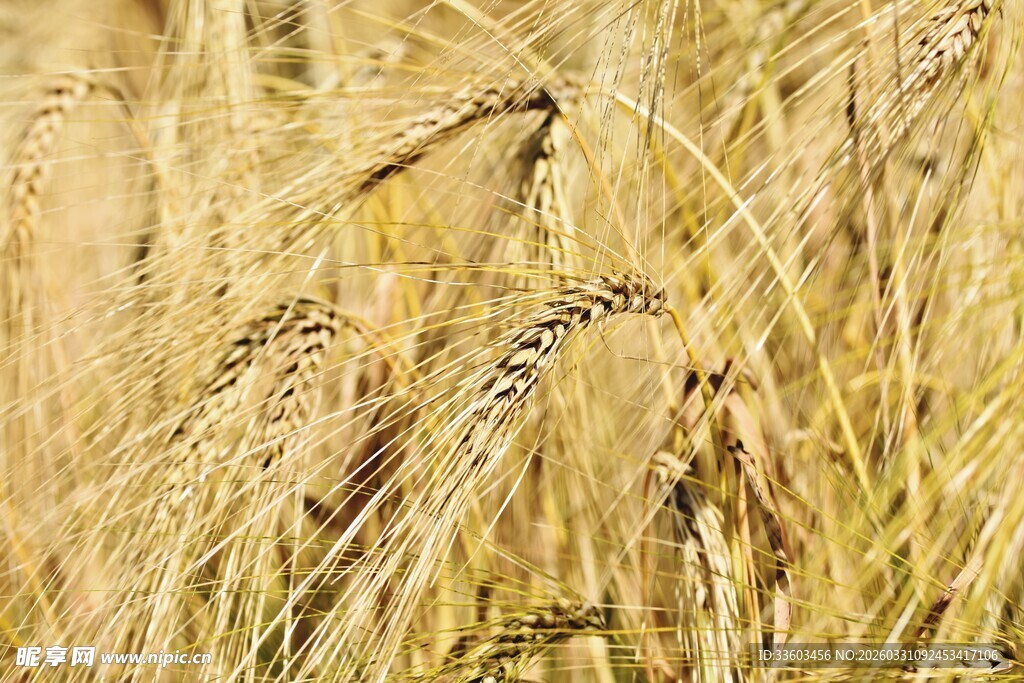 金黄麦田麦穗随风摇曳
