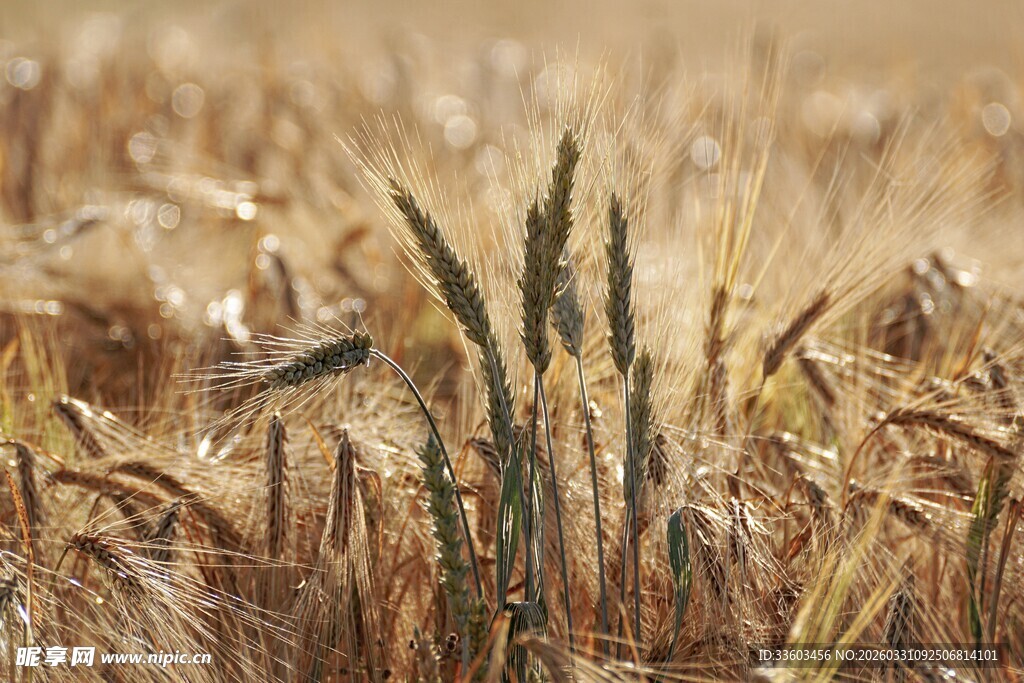 金黄麦田中的挺拔麦穗