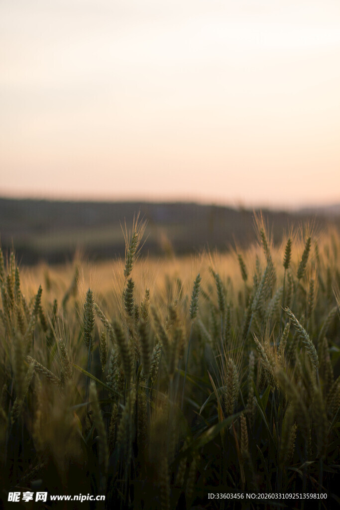 金色麦田的黄昏美景