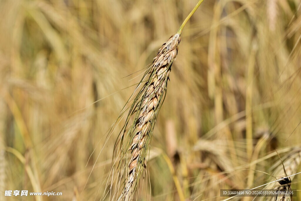 金黄麦穗特写
