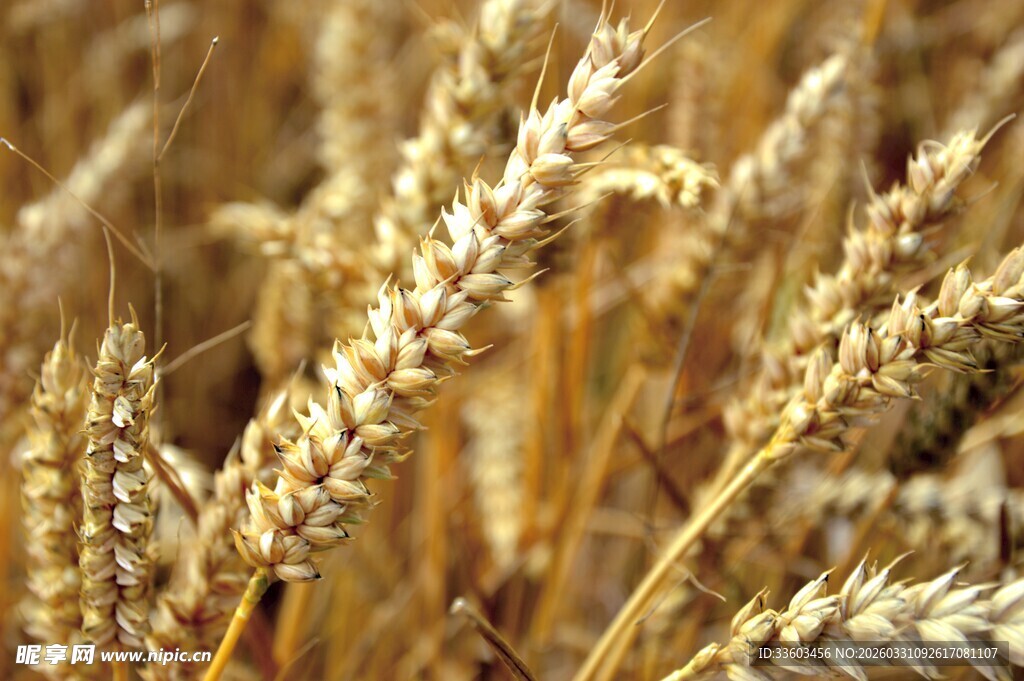 金黄麦穗
