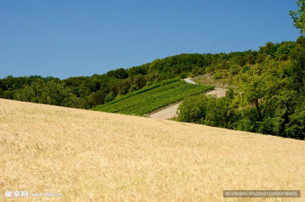 金黄田野与远处绿意风景