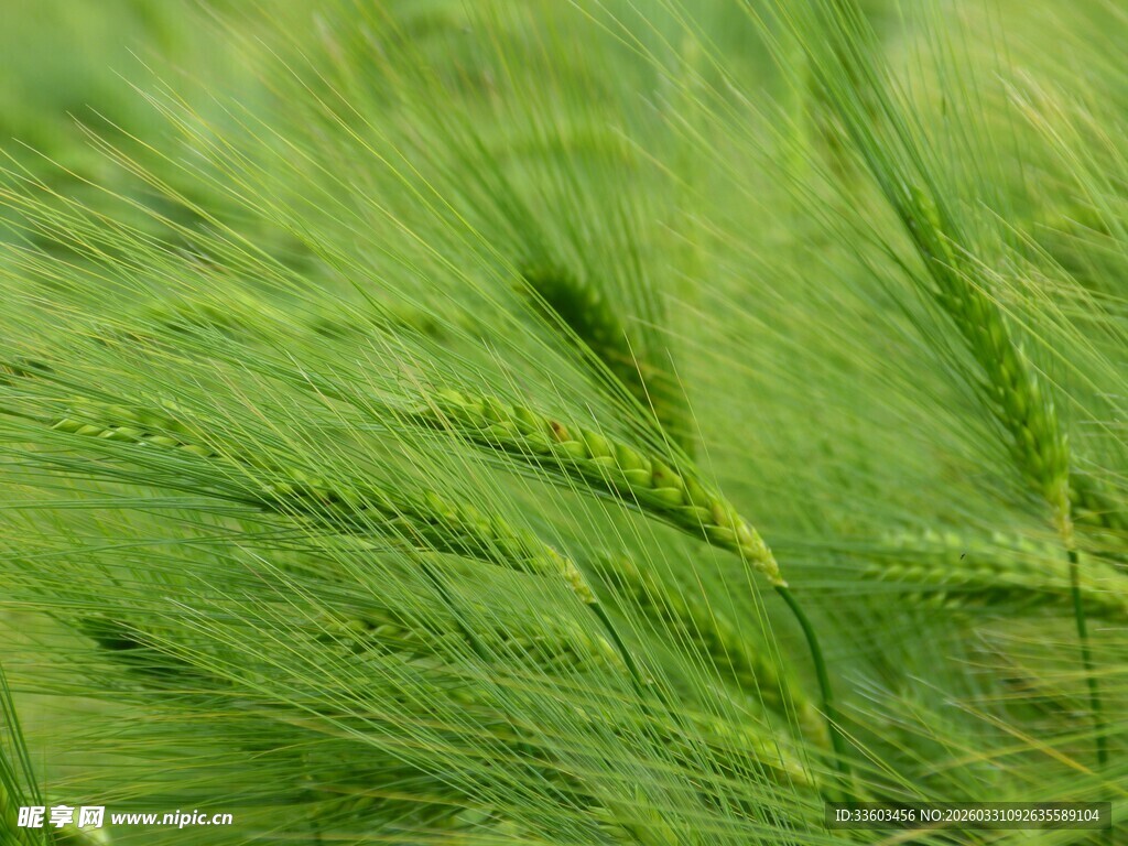 翠绿麦穗特写