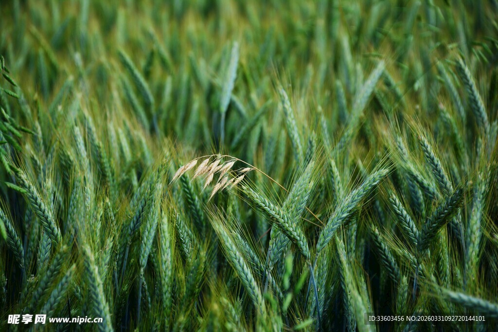 草丛中的小昆虫