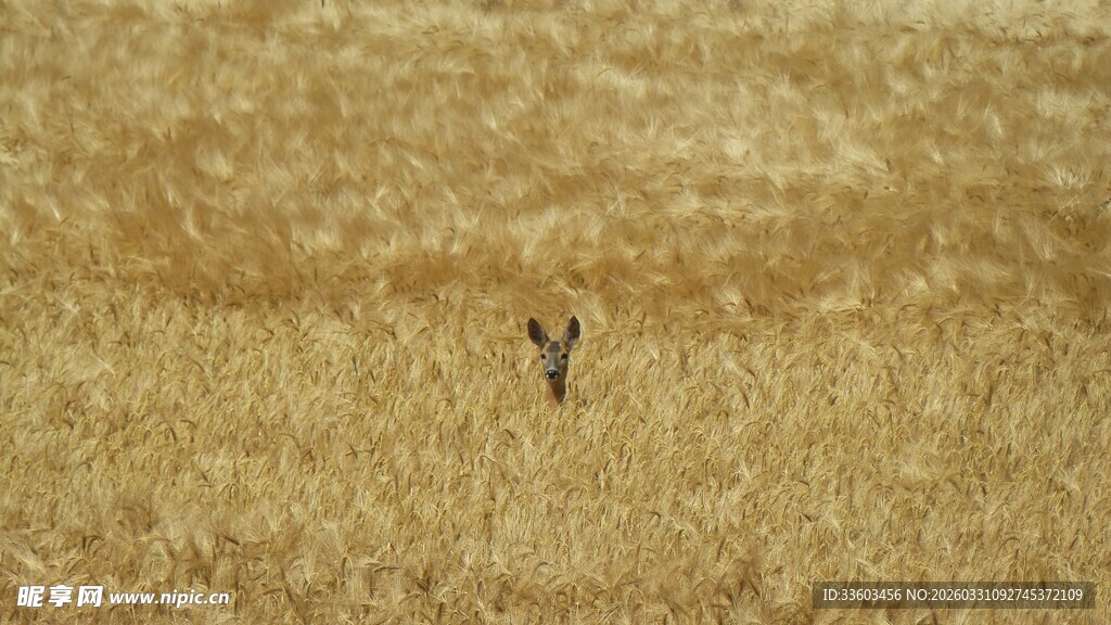 麦田中的孤独小鸟