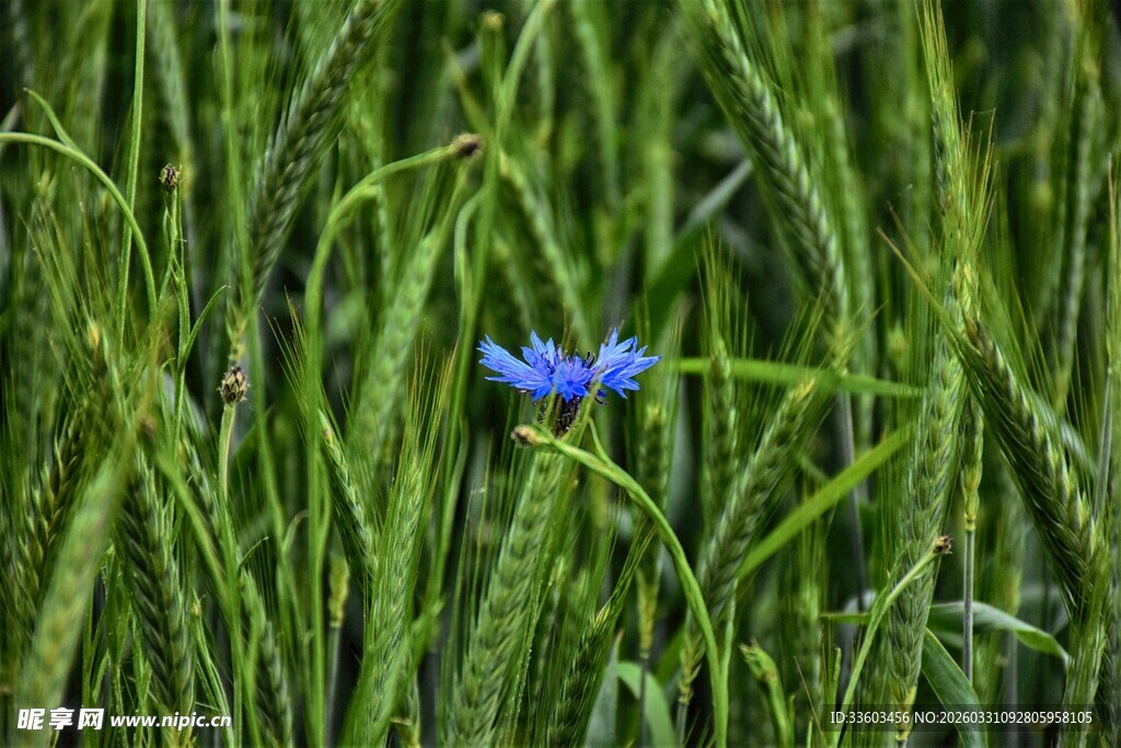 麦田中的蓝色小花