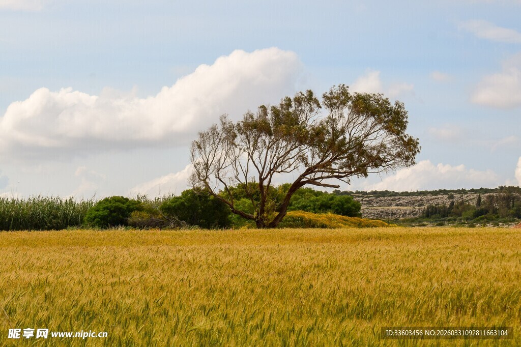 金黄麦田中的孤独树木