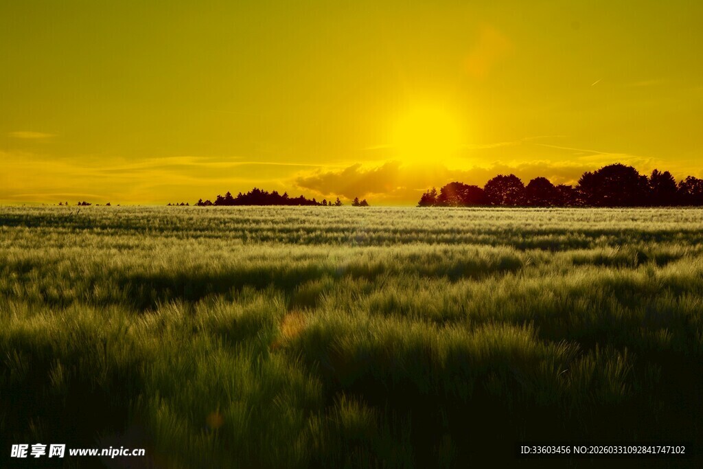 金色田野上的壮丽日落