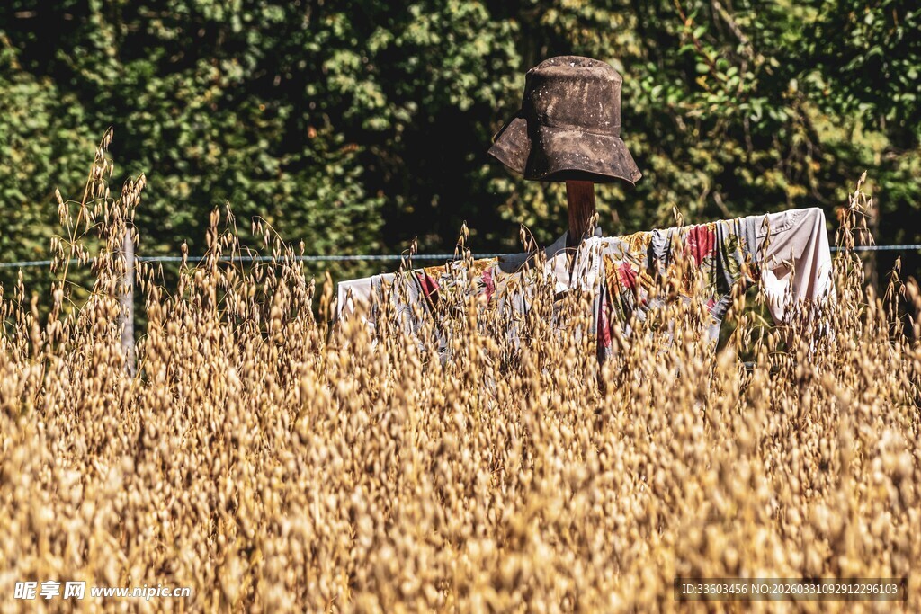 秋日玉米地旁的衣物晾晒