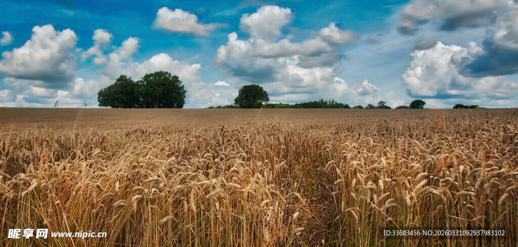 金黄麦田与蓝天白云美景