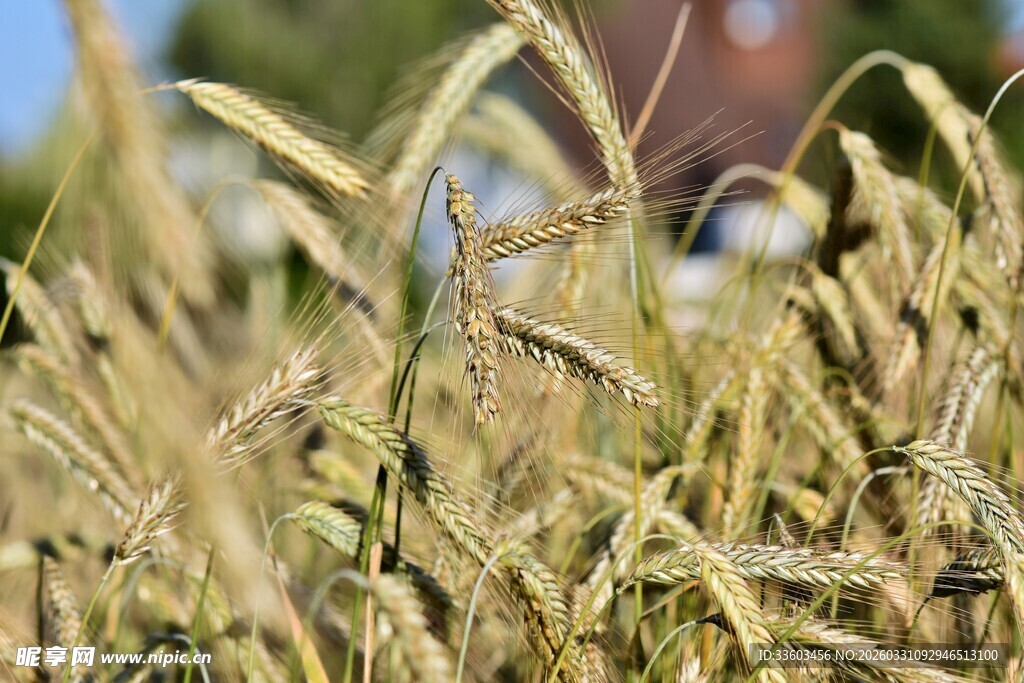 金黄麦穗展现田园之美