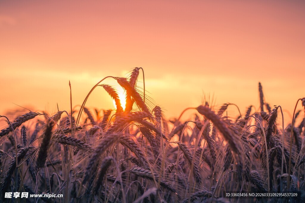 夕阳下的玉米田美景