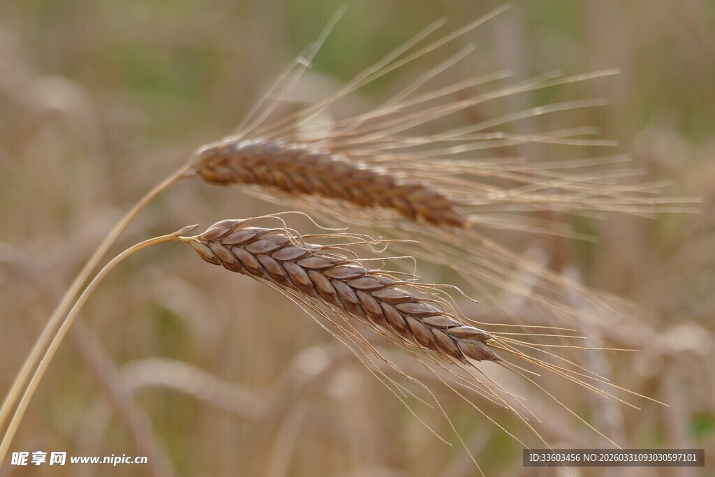 成熟麦穗特写