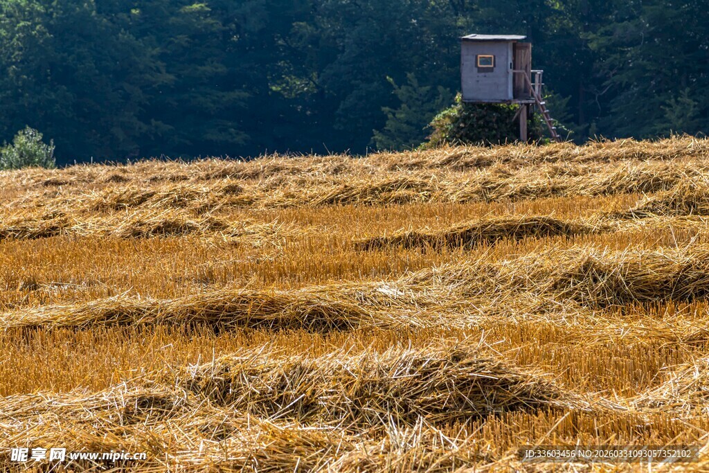 金黄田野中的瞭望塔