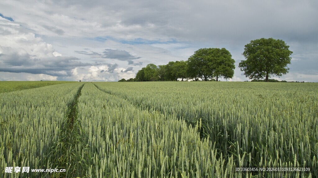 麦田中的树木风景